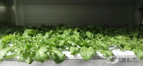 大雪封山,高山雷达站种出了新鲜蔬菜